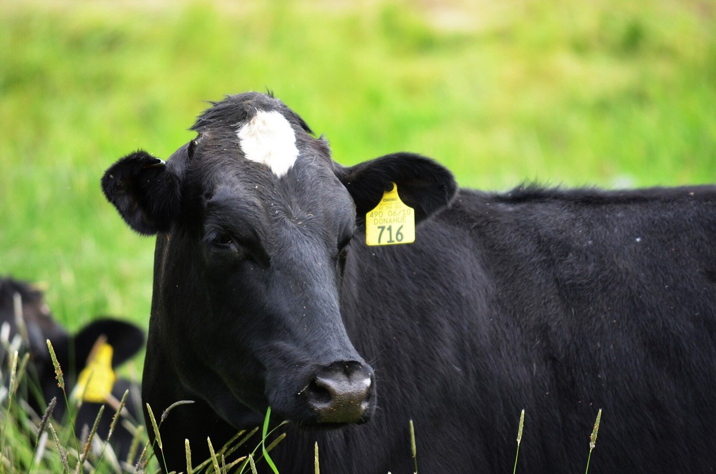 Otlayan Holstein inek